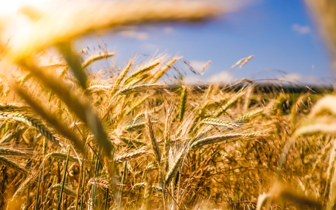 Credit Agricole lancia un Fondo di Investimento da 300 Milioni per le Aziende agricole di Francia ed Italia.