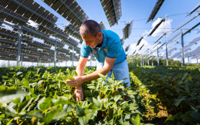 L’agrivoltaico sta diventando un’opportunità interessante per le fusioni e le acquisizioni in Francia